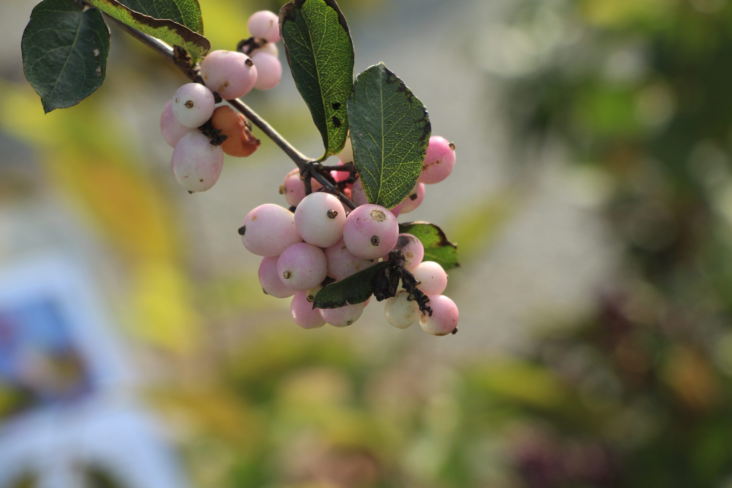 Symphoricarpos 'Purple Hedge'