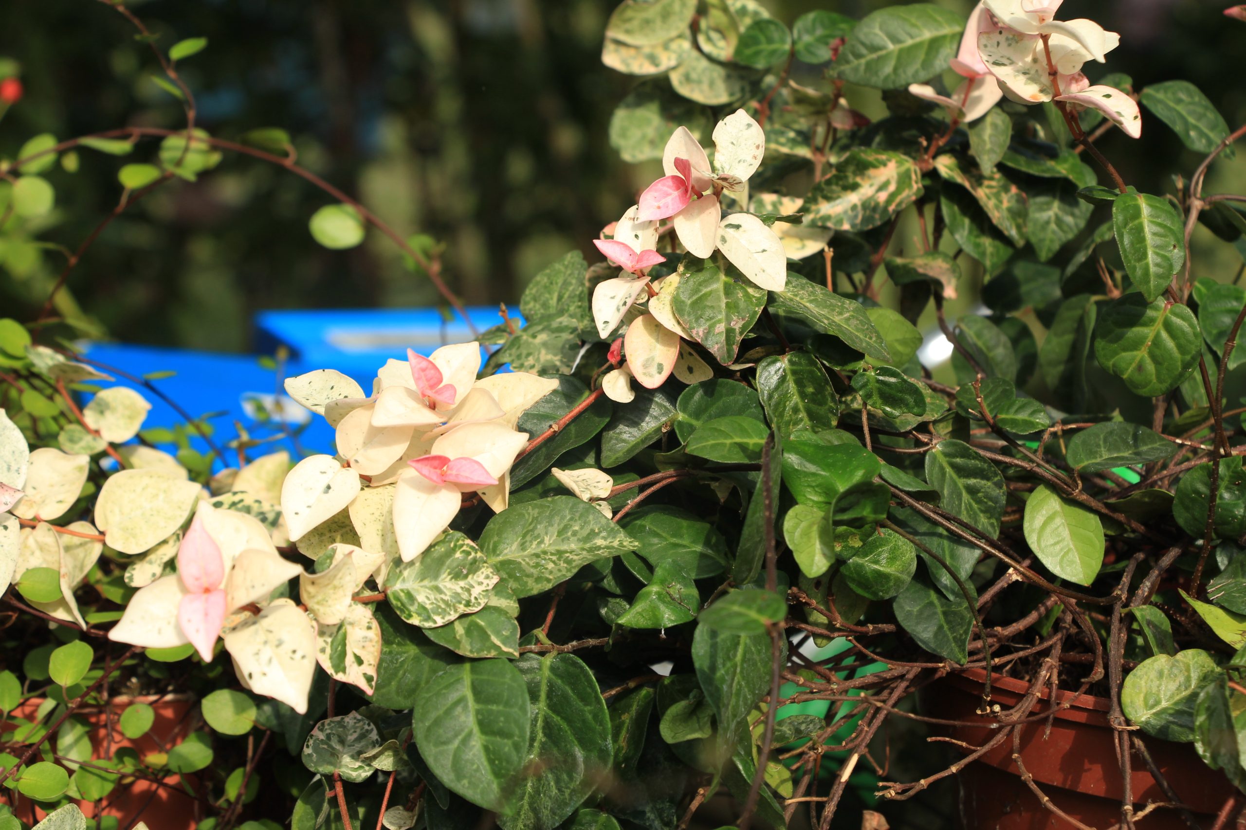 Trachelospermum jasminoides 'Tricolor'