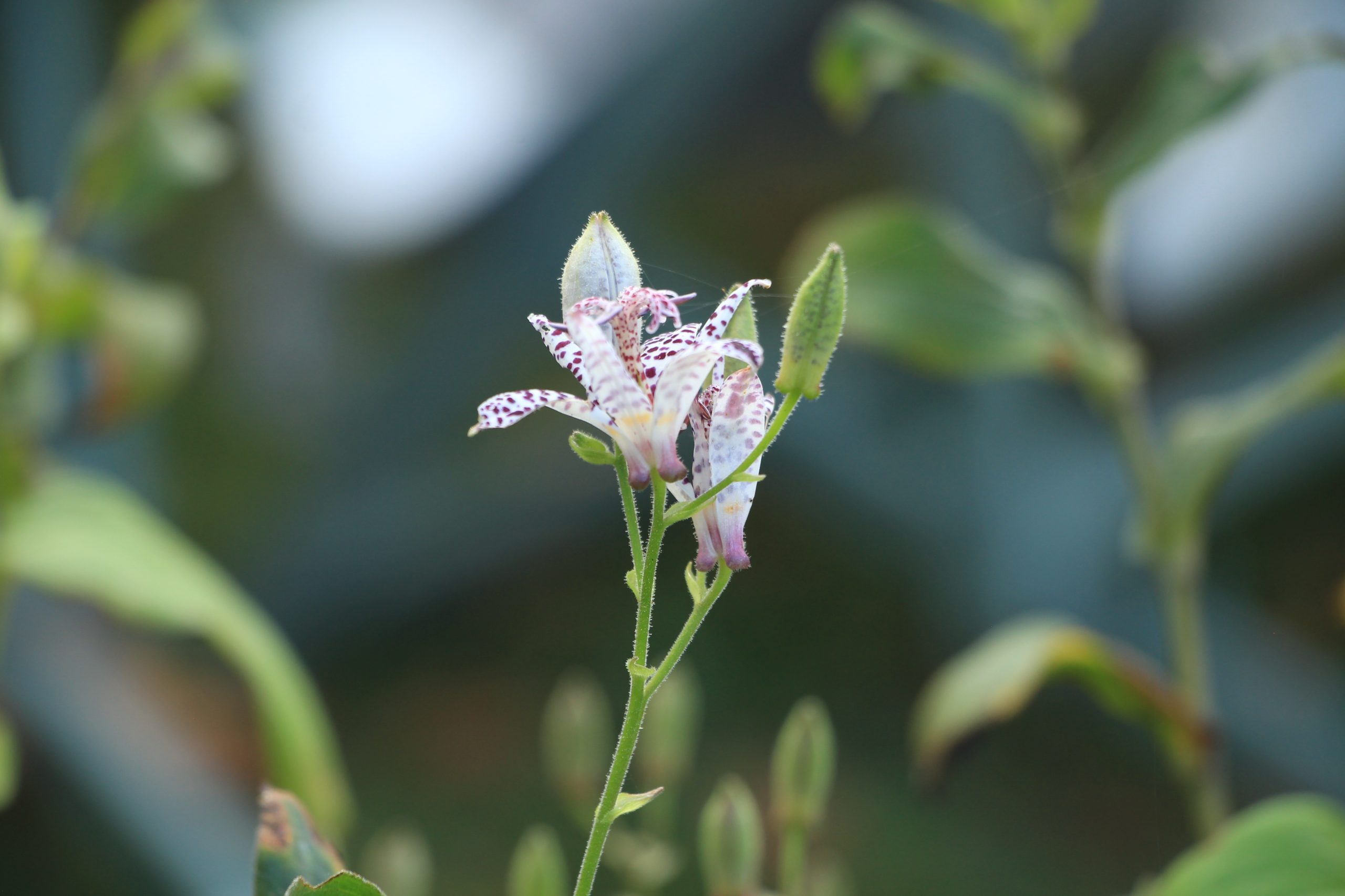 Trycirthis formosana 'Dark Beauty'