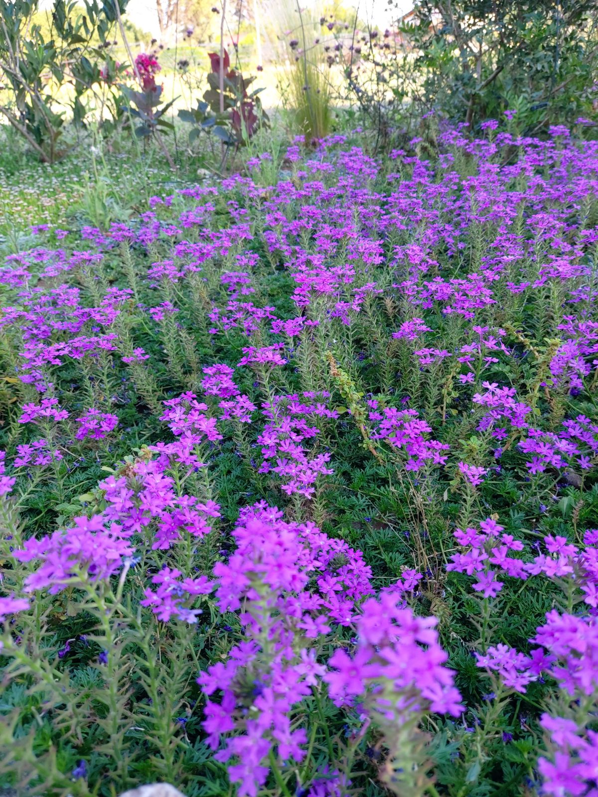 Verbena hybrida