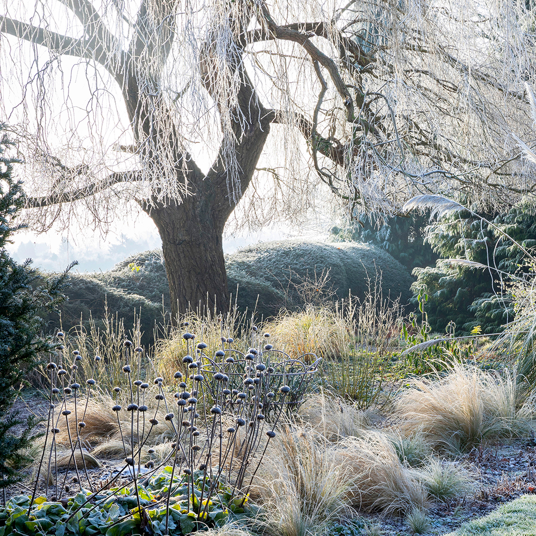 Il giardino brinato celebra la bellezza invernale: il gelo esalta la resilienza delle piante, aggiungendo una qualità scultorea.