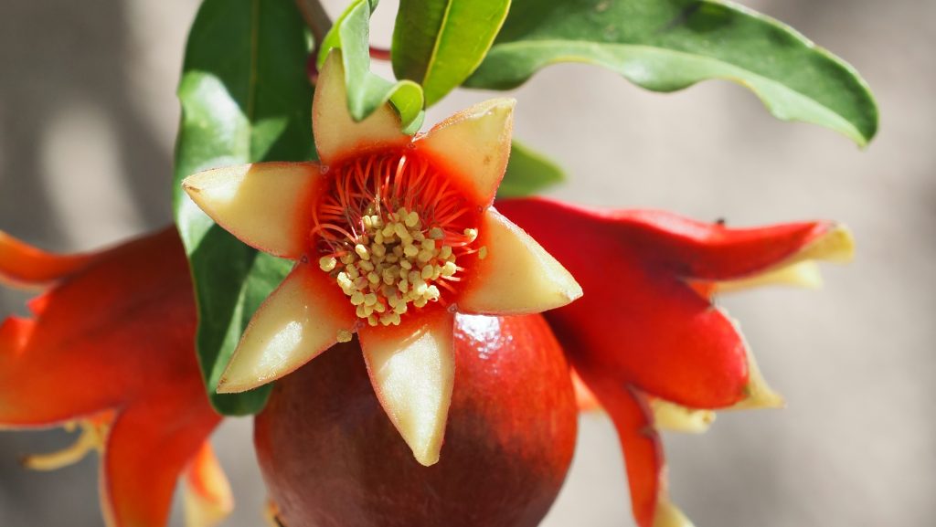 Melograno cura coltivazione fiori 