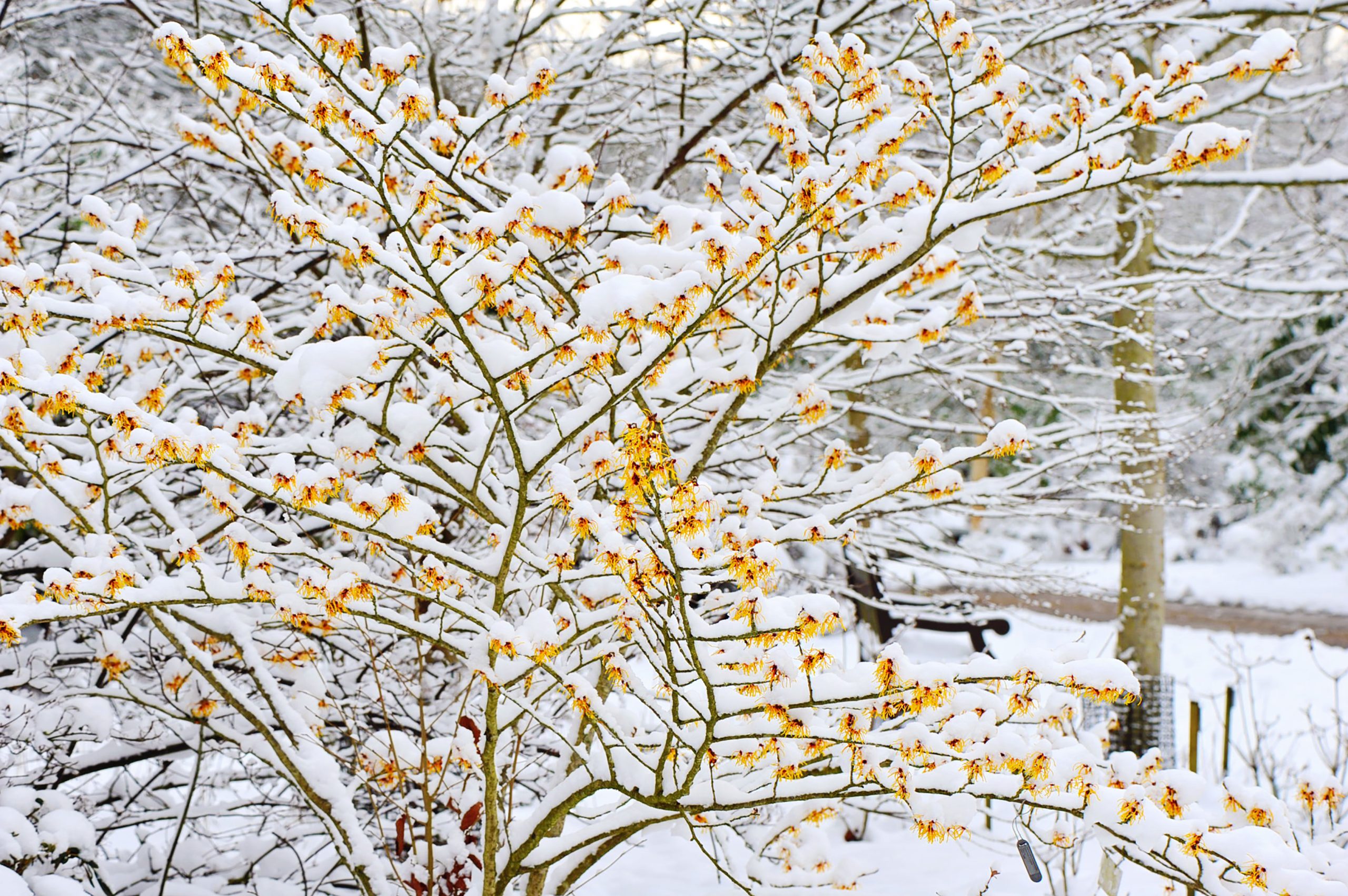 per un giardino colorato e profumato in inverno