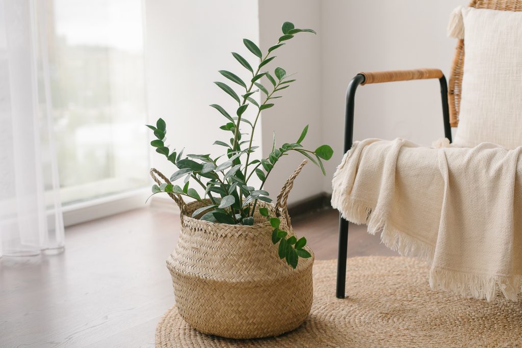 Zamioculcas Piante delle foreste secche e i segreti per coltivarle in casa