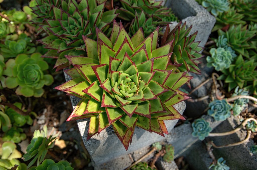 Echeveria piante savana 