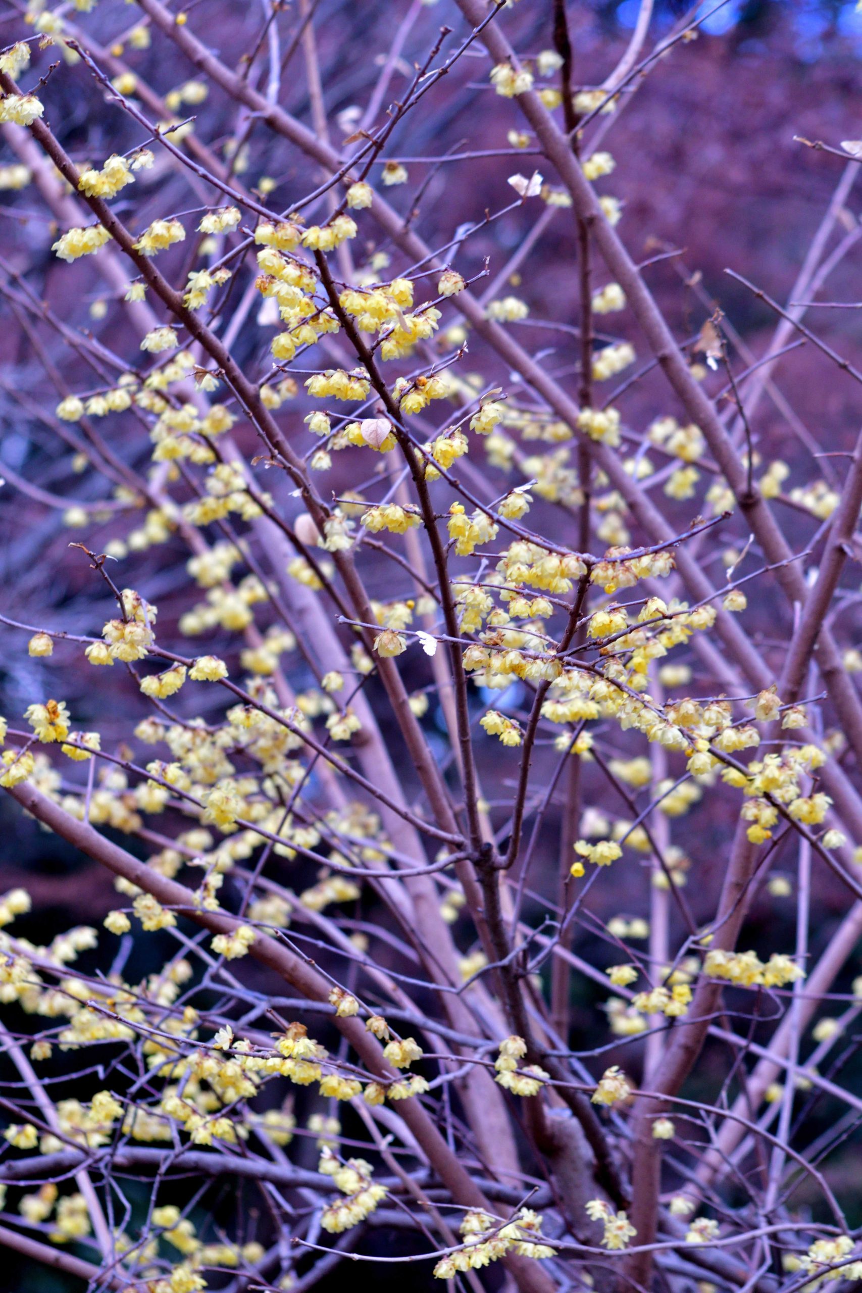 per un giardino colorato e profumato in inverno