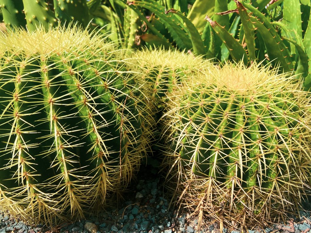 piante del deserto 