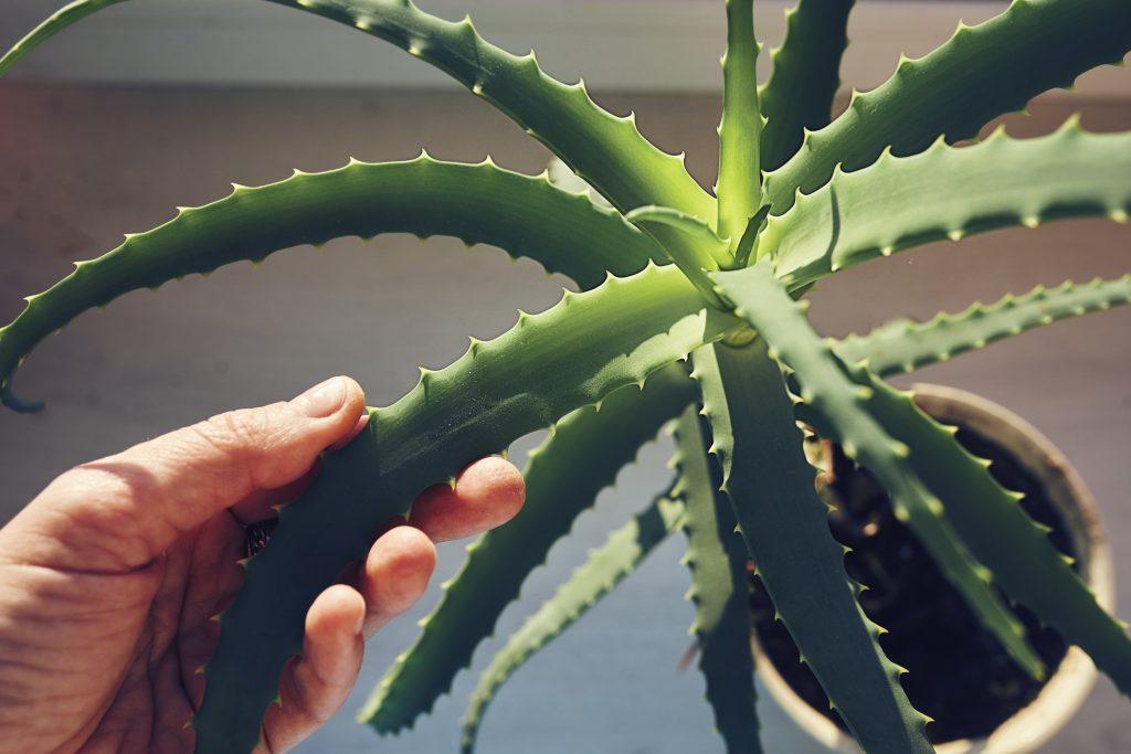 Aloe Vera