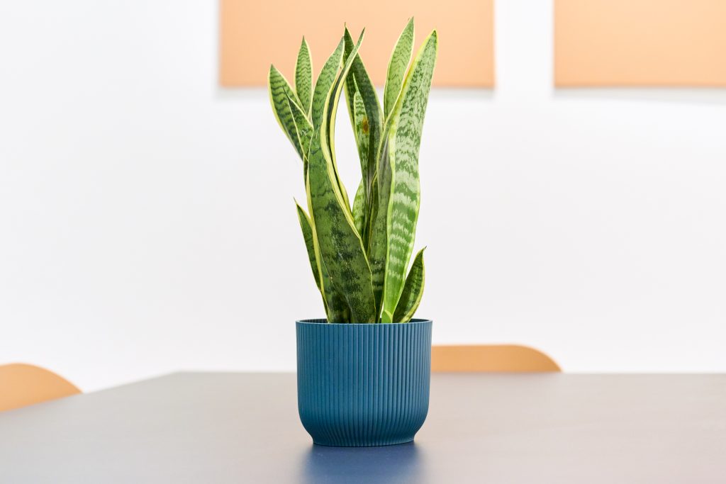 sansevieria 