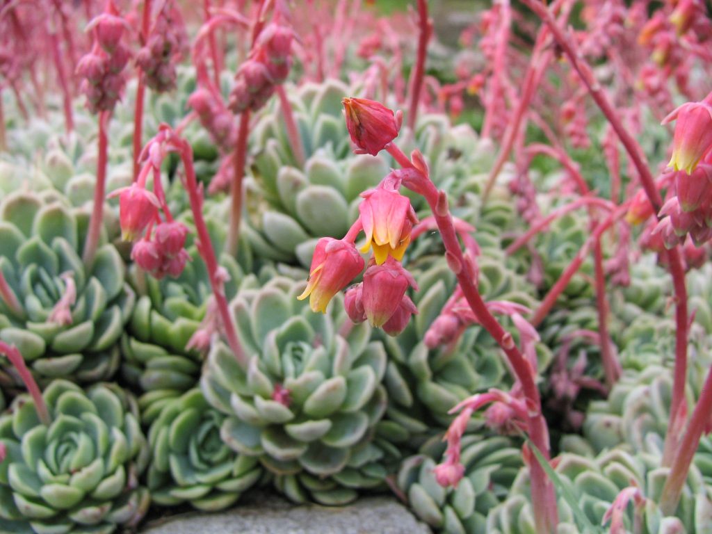Echeveria 