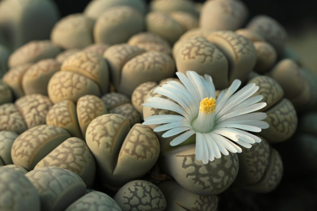 Lithops 