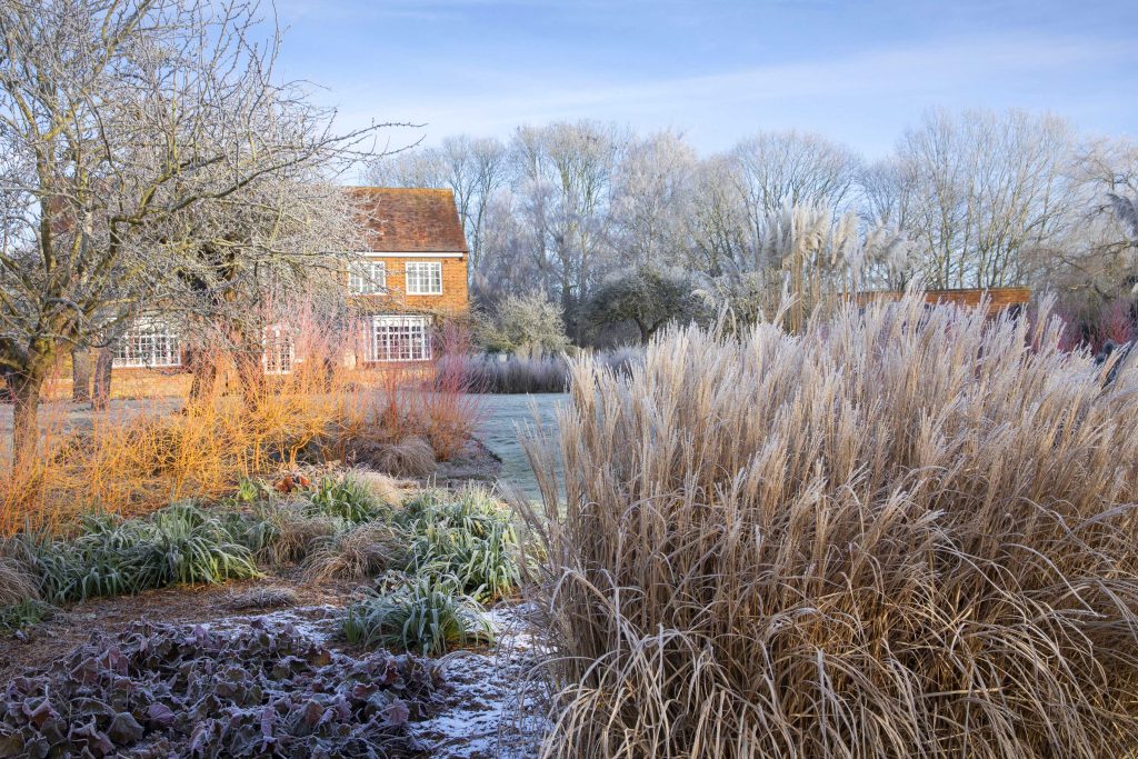 Il Fascino Invernale di Erbacee e Graminacee
