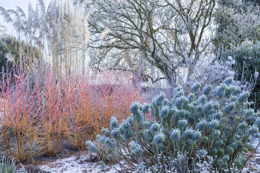 Vibrante giardino d'inverno: Cornus rosso acceso in contrasto con Euphorbia verde. Cortaderia e Magnolia aggiungono struttura. Un trionfo di colori.
