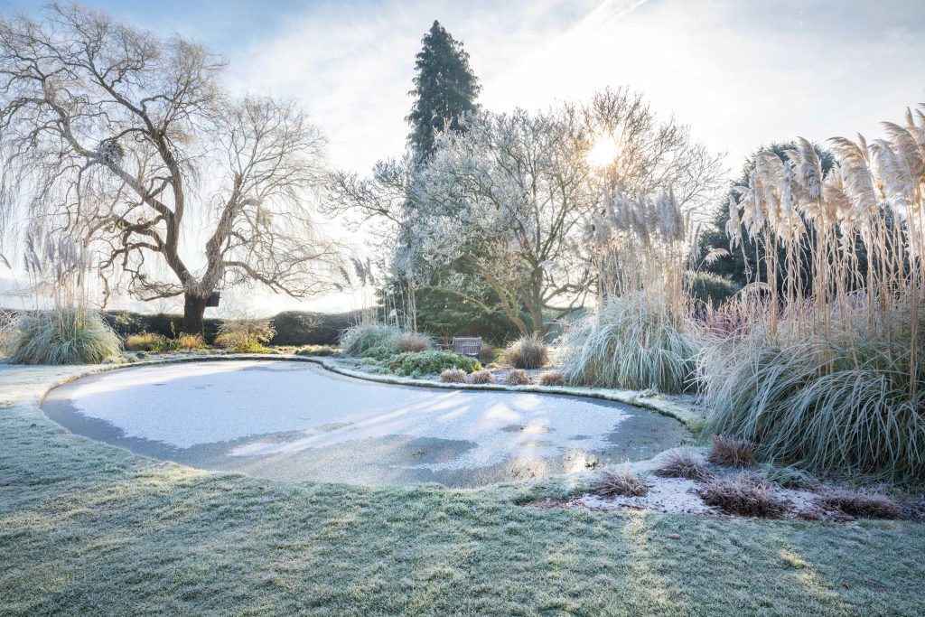 Giardini d’inverno: la magia delle erbacee e delle graminacee