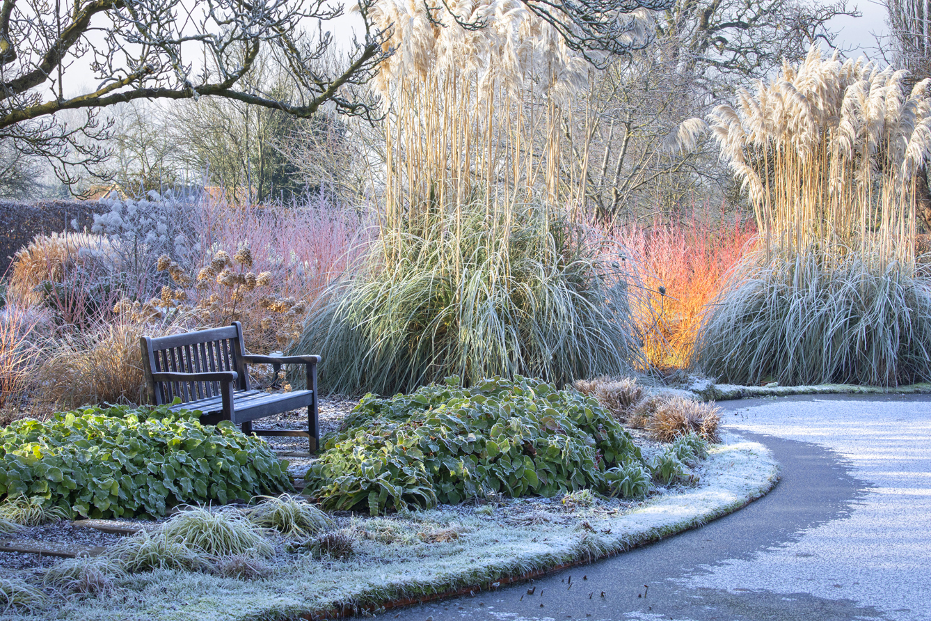 Giardini d’inverno: la magia delle erbacee e delle graminacee