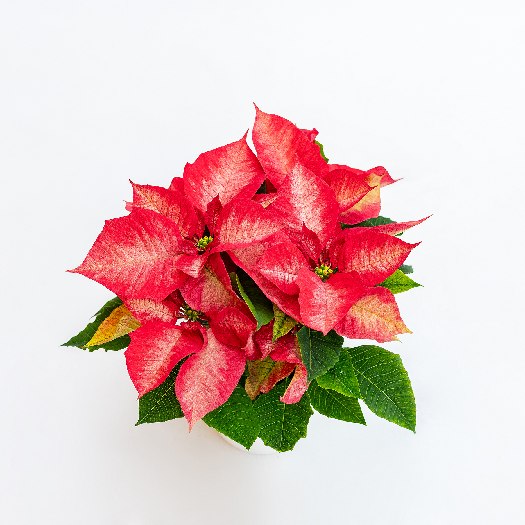 Pinsulla Spilla Di Natale A Forma Di Poinsettia Con Strass - Spilla Rossa Lucente Per Donne, Accessorio Per Maglioni E Sciarpe