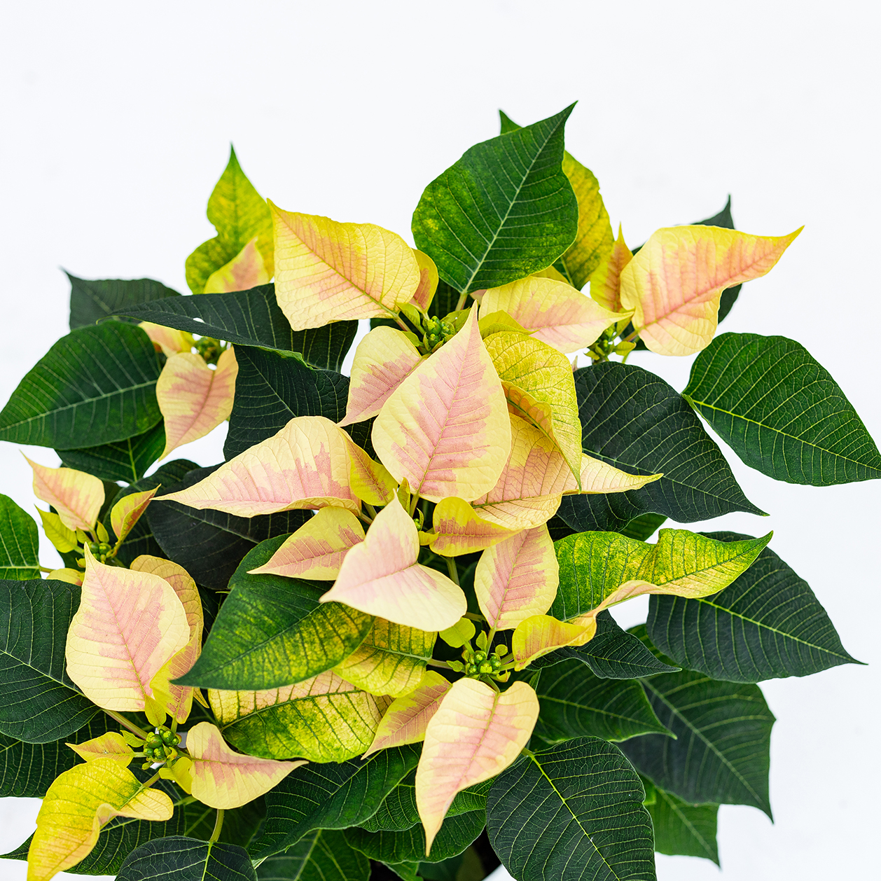 Tutto ciò che serve sapere sulla Stella di Natale