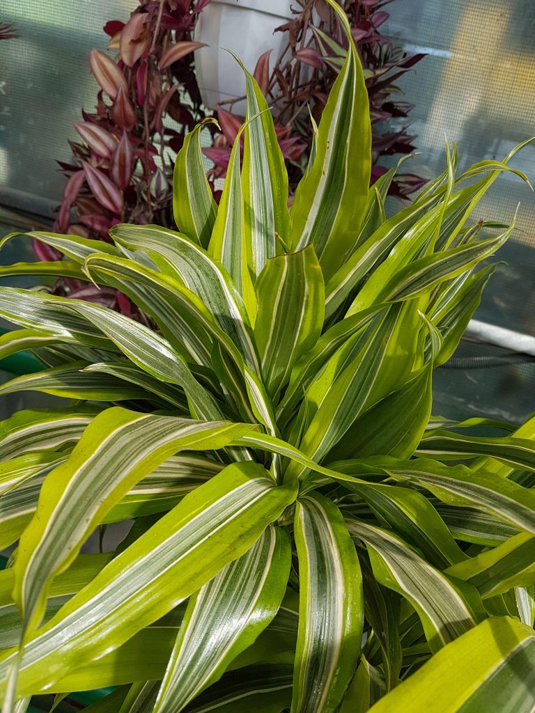 Dracaena Piante delle foreste secche e i segreti per coltivarle in casa