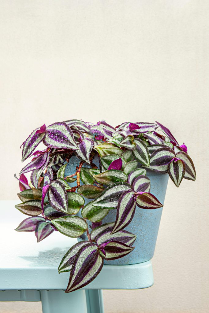 tradescantia 