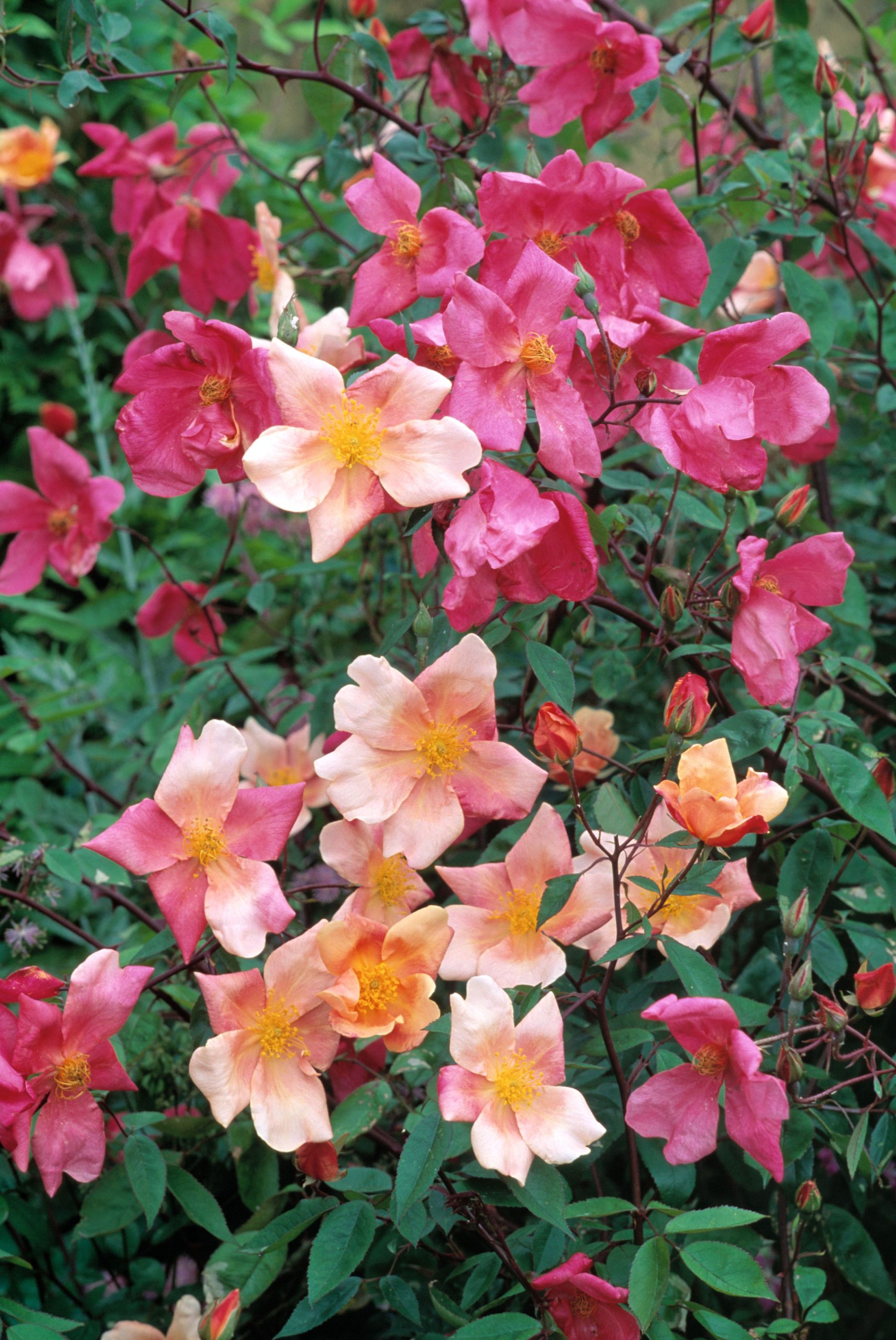 varietà di rose senza spine 