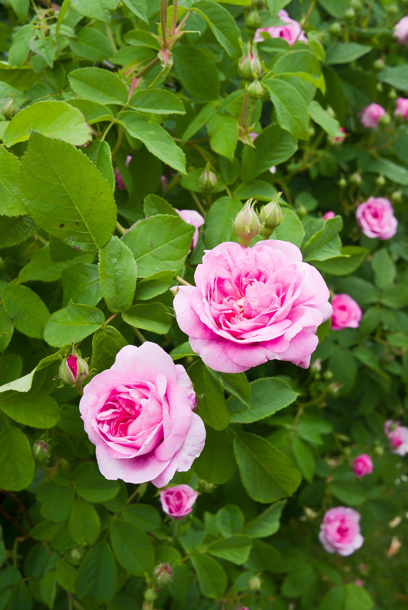 ci sono rose senza spine 