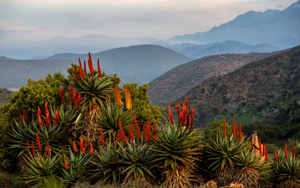 piante sub-tropicali 