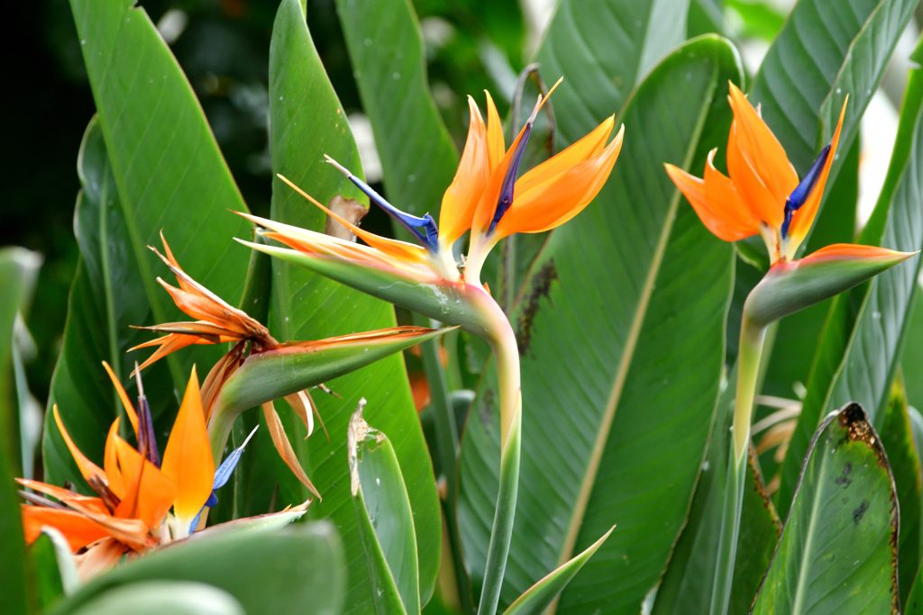Strelitzia reginae , Uccello del paradiso