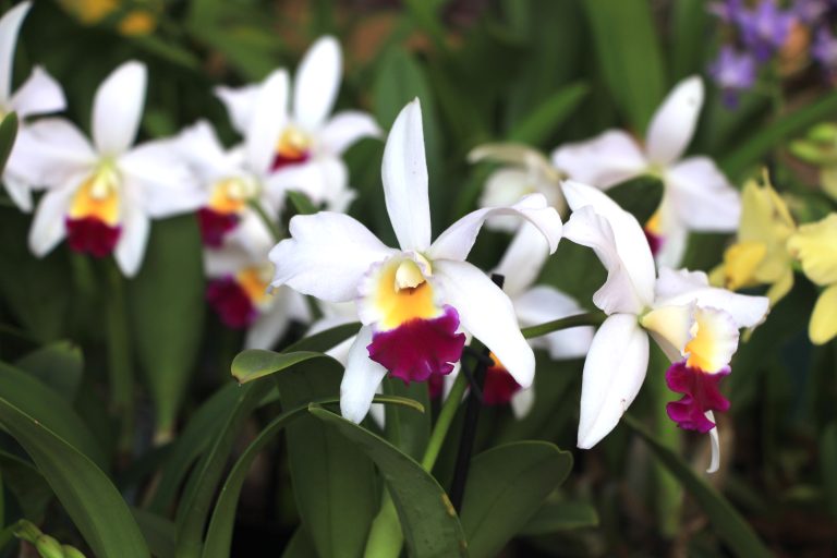 Cattleya 'Eva'
