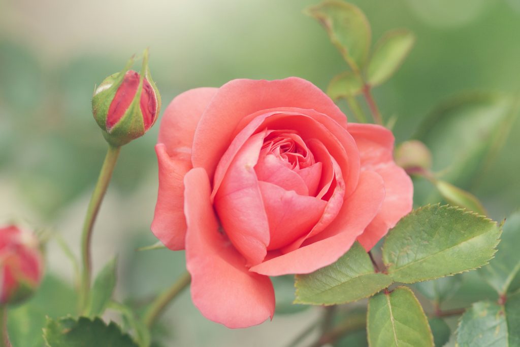 Rosa sp.