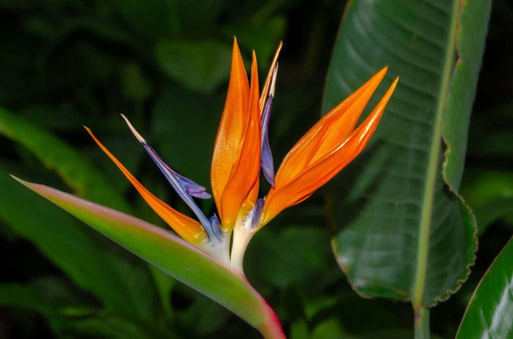 fiore della Strelitzia
