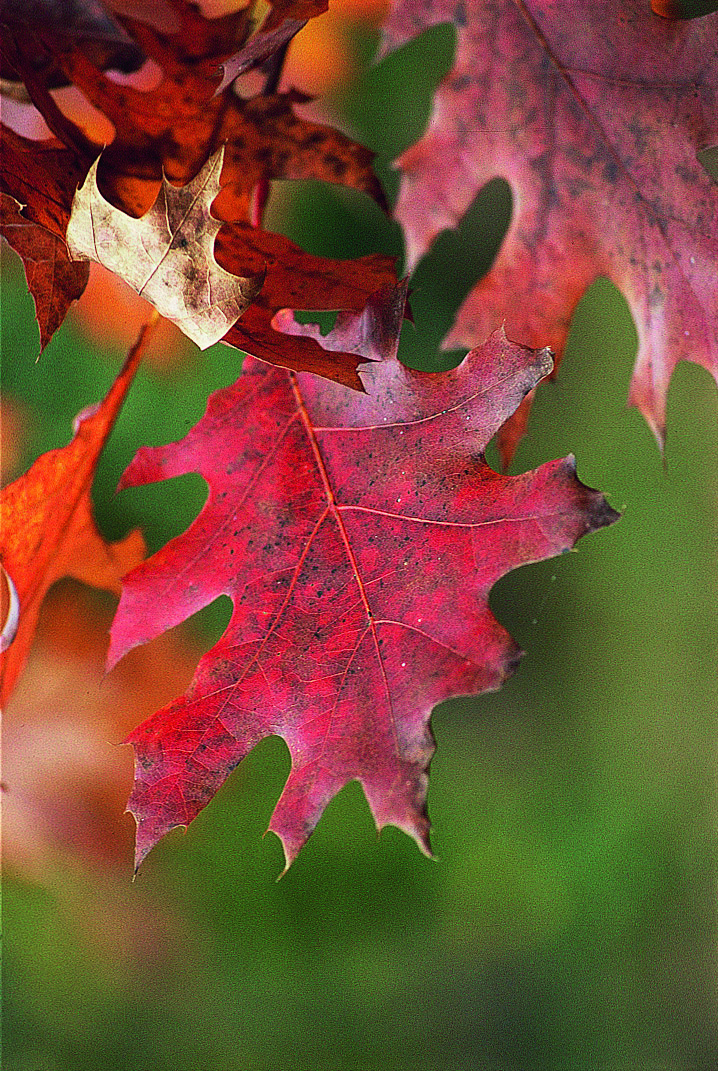 Quercia americana: foglie rosse in autunno, rustica e ornamentale, ideale come esemplare singolo.