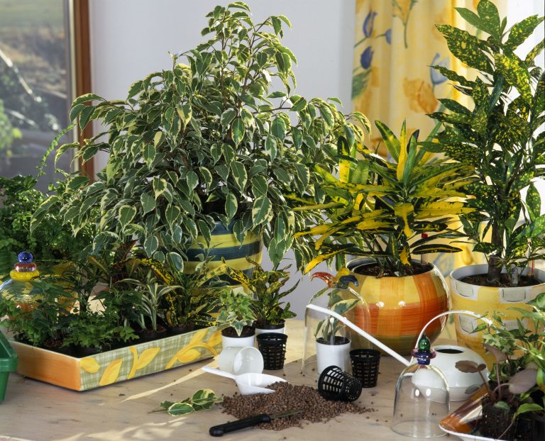 Coltivazione idroponica