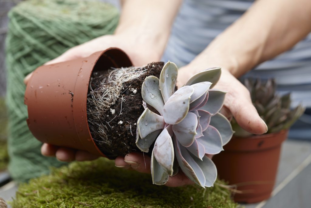 kokedama guida piante muschio