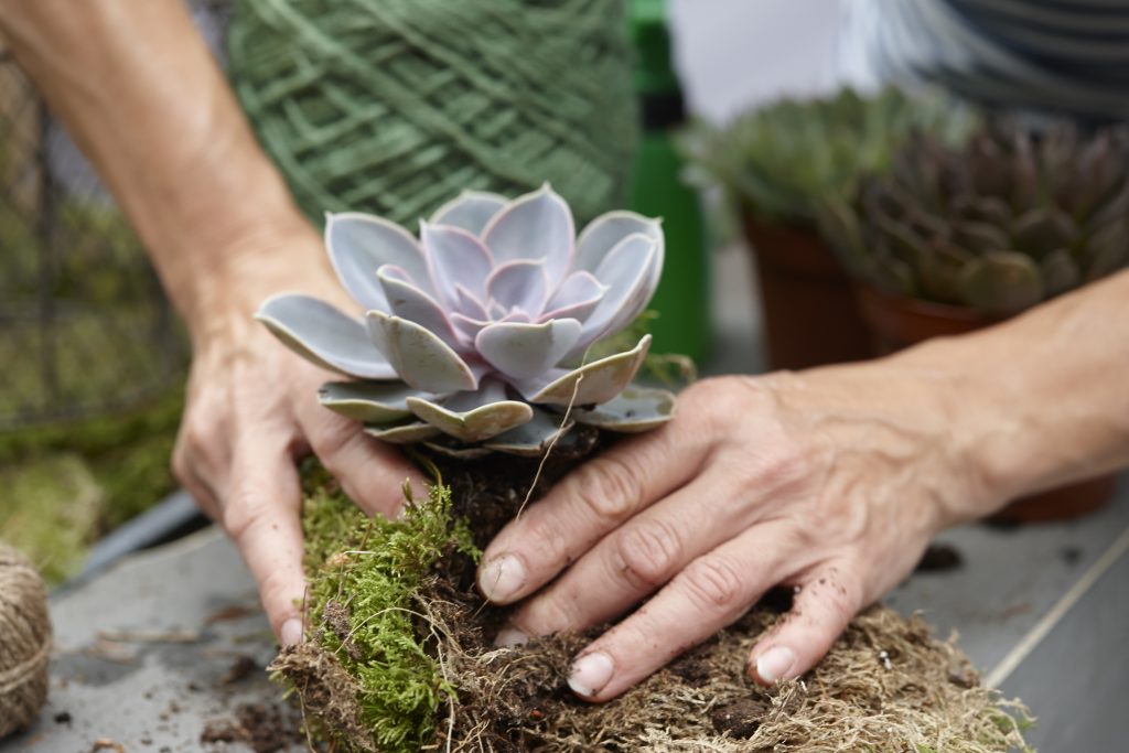kokedama guida piante muschio