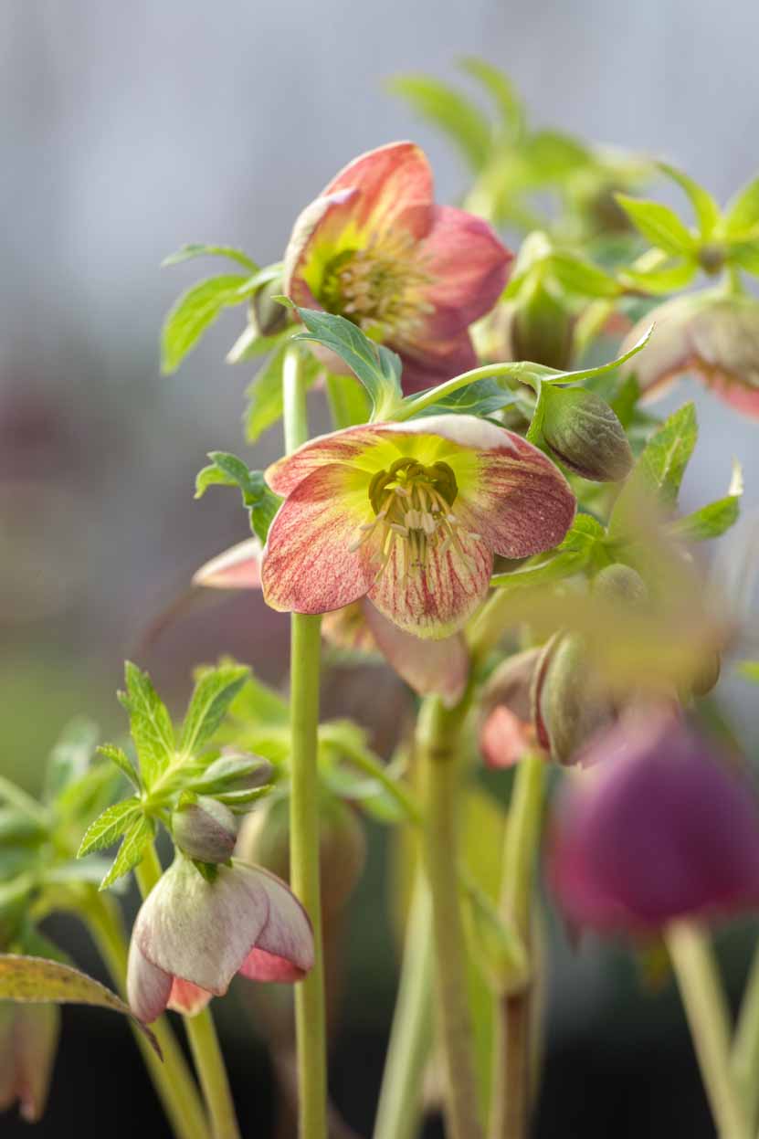 Ellebori in fiore: come coltivarli