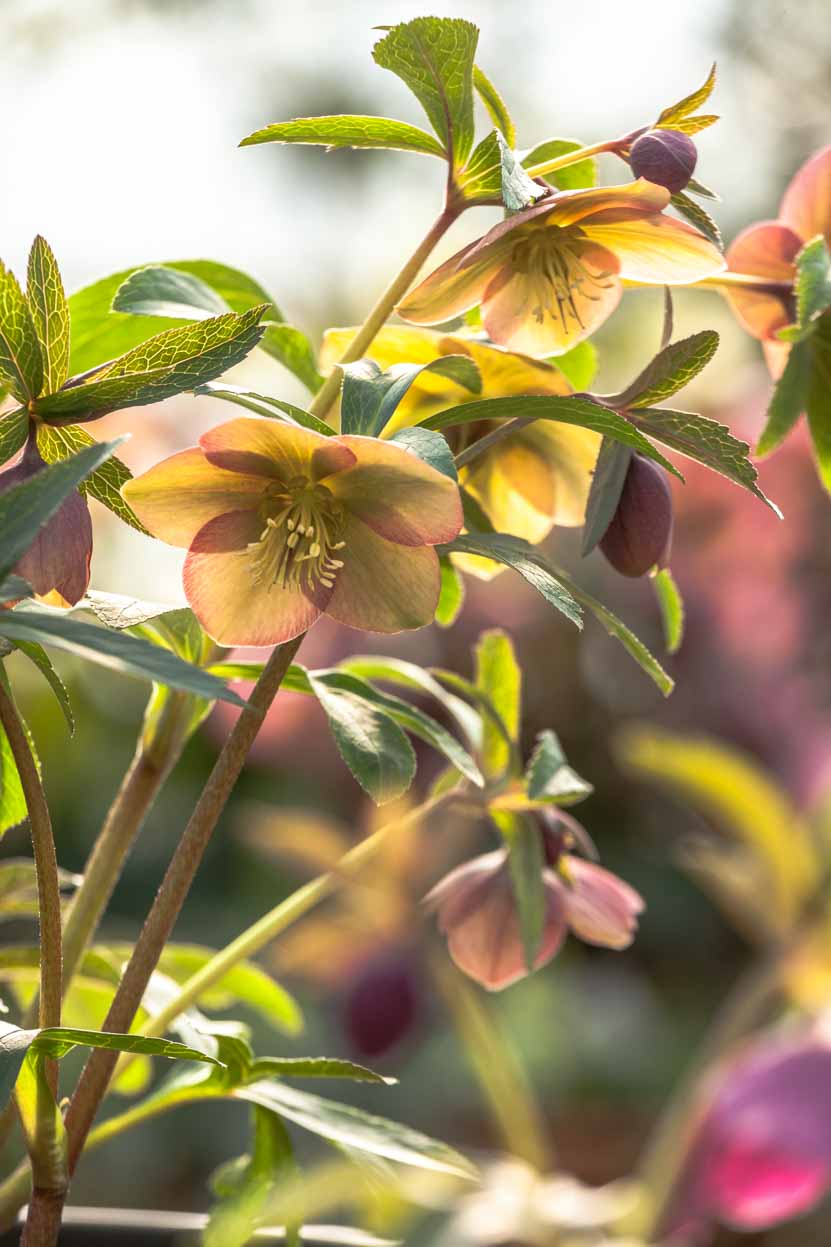 Ellebori: come coltivare la rosa di Natale Guida alla cura elleboro rosa di Natale