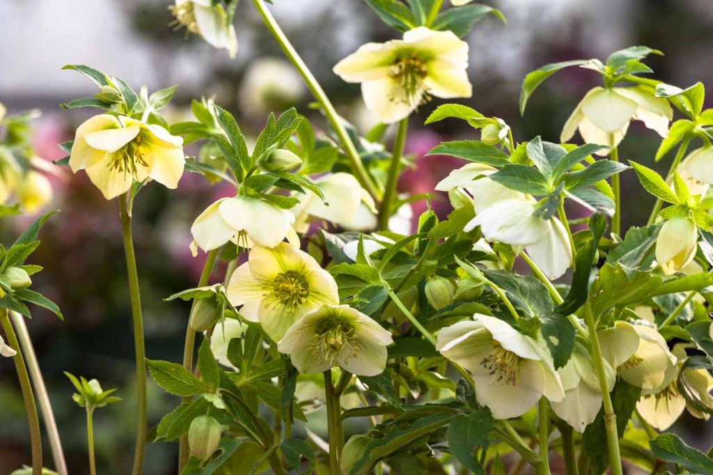 Elleboro (Helleborus) con fiori invernali