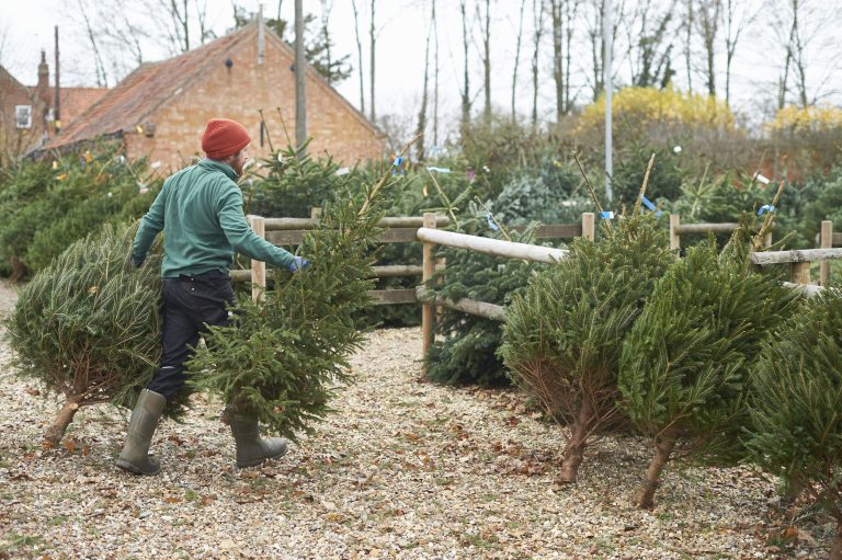 Albero di Natale ingiallito