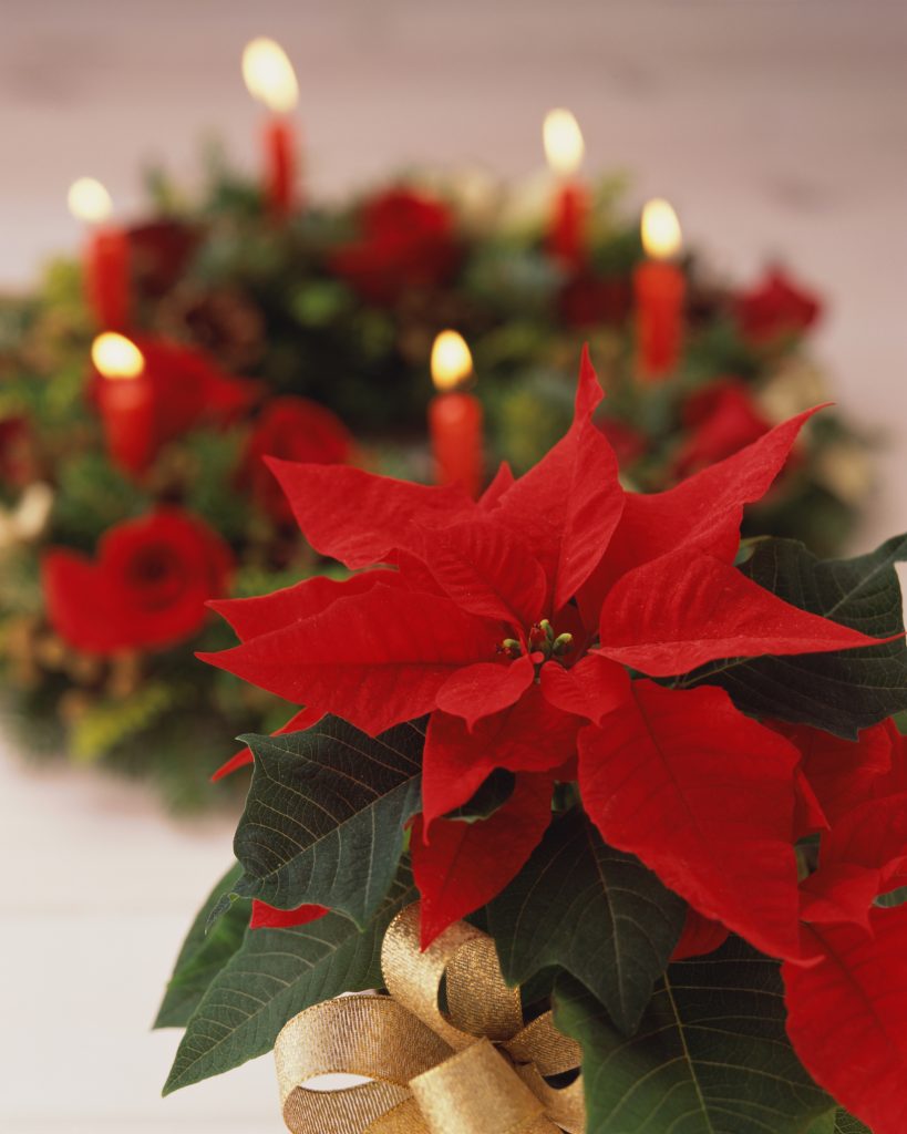 Stella di Natale (Euphorbia pulcherrima) con brattee rosse