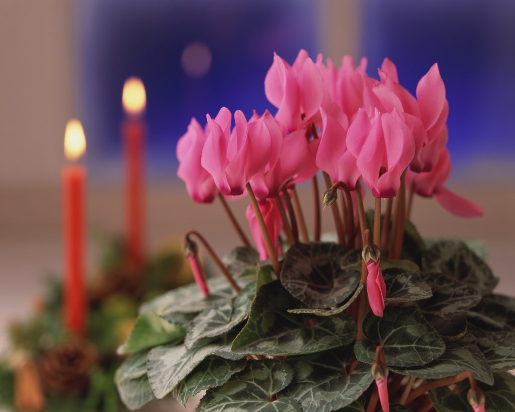 Ciclamino (Cyclamen persicum) in vaso, fioritura invernale