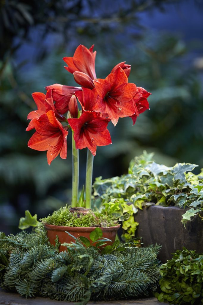 Hippeastrum in fiore con bulbo visibile piante regalate a Natale