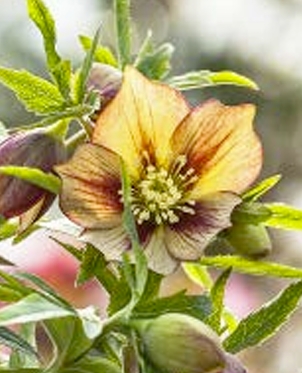 Fiori d'inverno: ellebori, come coltivcarli Guida alla cura elleboro rosa di Natale