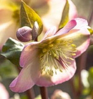 Ibridi di Helleborus: innovazioni nella fioritura invernale