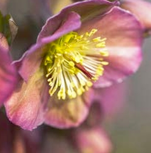 Colori d’inverno: gli ellebori più belli