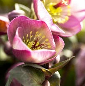 Ellebori: le rose di Natale facili da coltivare