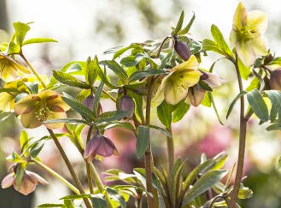 Gli ellebori inglesi e quelli italiani di nuova generazione