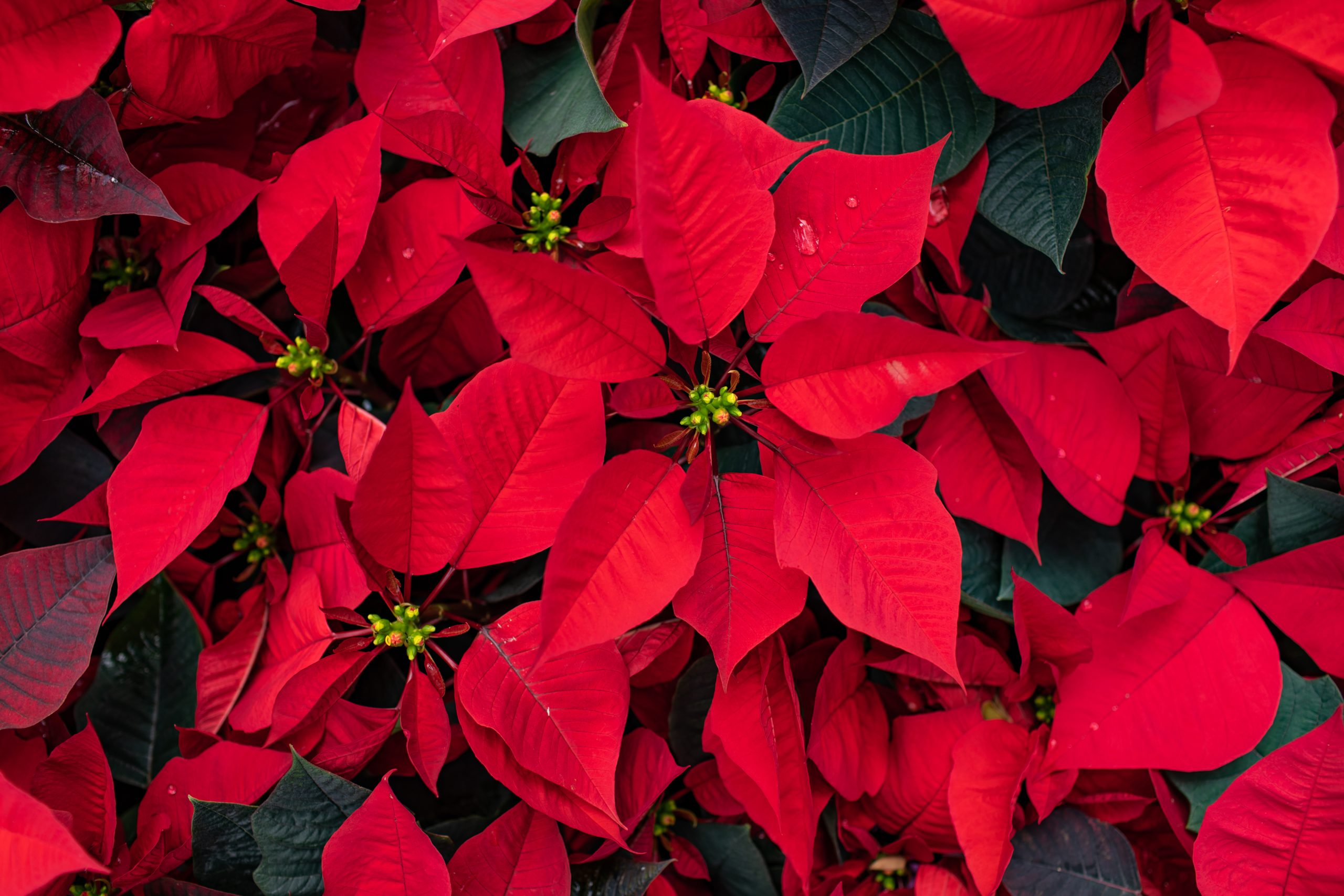 Composizione Botanica Di Natale Con Poinsettia Flower E Vischio Illustrazione Vettoriale Nello Stile Sketch Isolato Sul Bianco 263145968