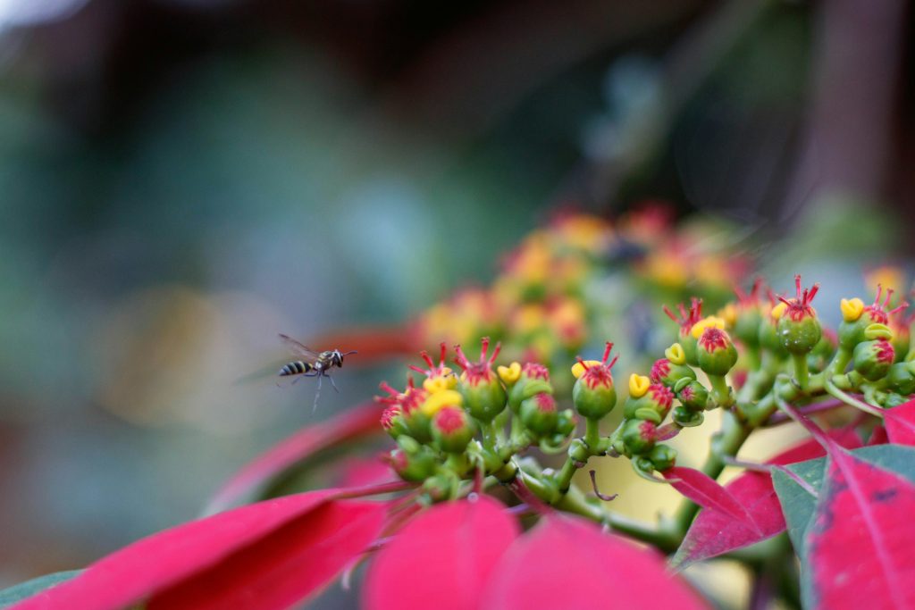 ape su una stella di natale in fiore 