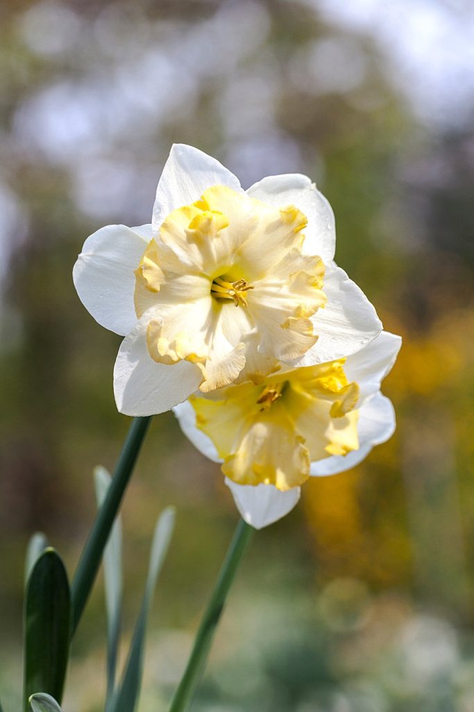 Narcissus 'changing colours'