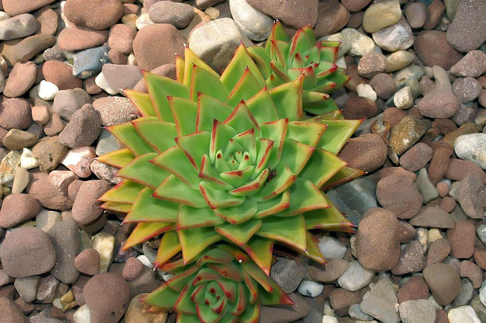 Echeveria agavoides